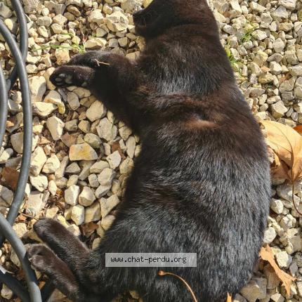 Photo 1/1 Found cat Found in Sauzet