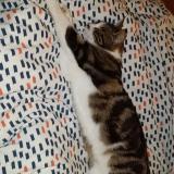 Picture of cat lost at Laplume