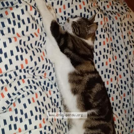 Photo 1/1 Tina Chat lost in Laplume