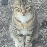 Picture of cat lost at Argenton