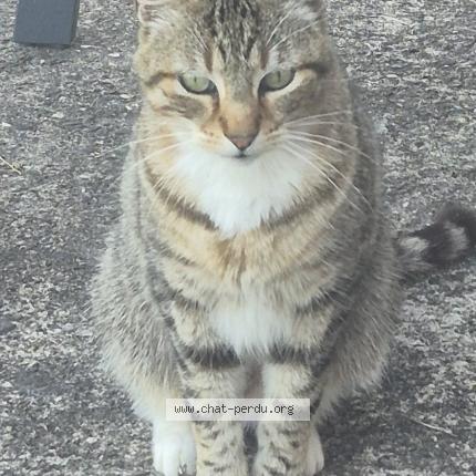 Photo 1/1 Ninou Chat lost in Argenton