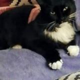 Picture of cat lost at Gace