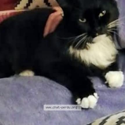 Photo 1/1 Annita Cassol Chat lost in Gace