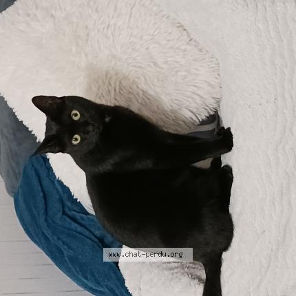 Photo 1/1 Tango Chat lost in Pluguffan