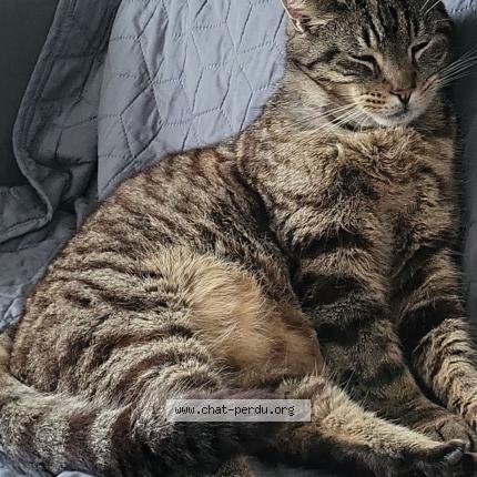 Photo 1/1 Tigrou Chat lost in Lievin