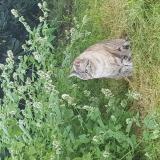 Picture of cat lost at Vertheuil