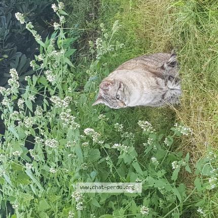 Photo 1/1 Noon Chat lost in Vertheuil