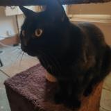 Picture of cat lost at Chezeneuve