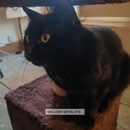 Photo 1/1 Cat reunited Lost in Chezeneuve