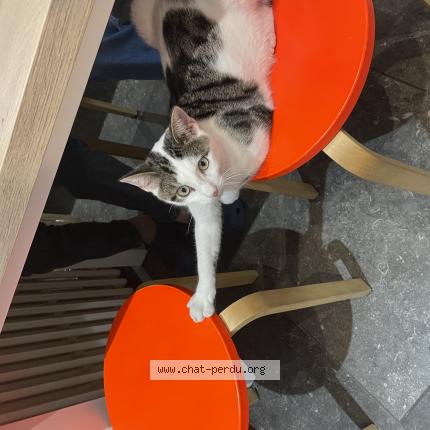 Foto 1/1 Kat teruggevonden Vermist in Verviers