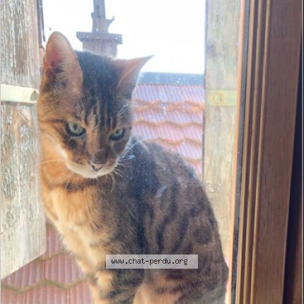 Foto 1/1 Wiedergefundene Katze Gefunden in Puidoux