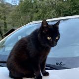 Picture of cat lost at St Jean De Chevelu