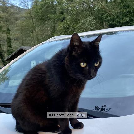 Photo 1/2 Cat reunited Lost in St jean de chevelu