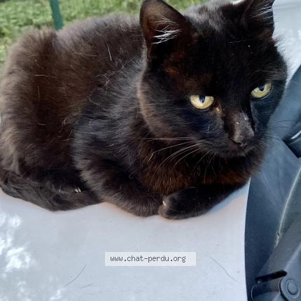 Photo 2/2 Cat reunited Lost in St jean de chevelu