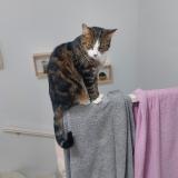 Picture of cat lost at Castres