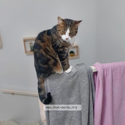 Photo 1/1 Tigrou Chat lost in Castres