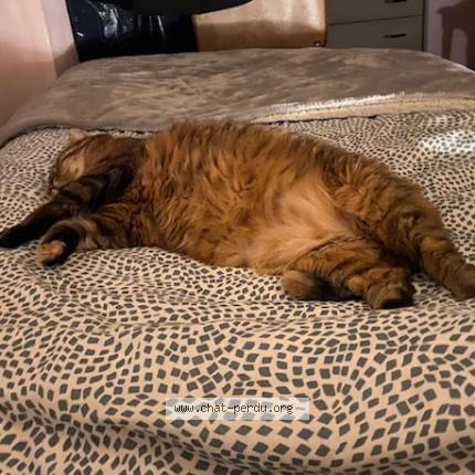 Photo 1/1 MINETTE Chat lost in Vallet