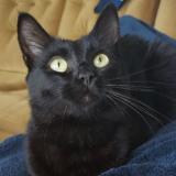 Picture of cat lost at Corps Nuds