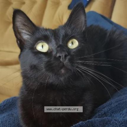 Photo 1/1 MIA Chat lost in Corps nuds