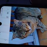 Picture of cat lost at Kingersheim