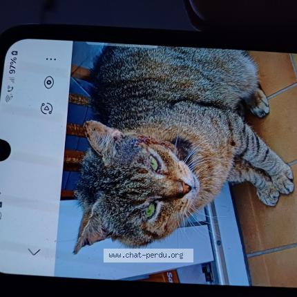 Photo 1/1 Tigrou Chat lost in Kingersheim