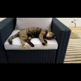 Picture of cat lost at Caudrot