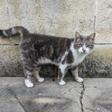 Picture of cat lost at Sarlat La Caneda