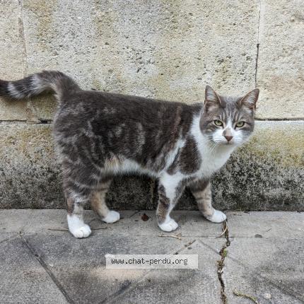 Photo 1/1 Suki Chat lost in Sarlat la caneda