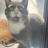 Picture of cat lost at Assat