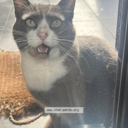 Photo 1/1 Samsam Chat lost in Assat