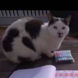 Picture of cat lost at Notre Dame Du Bec