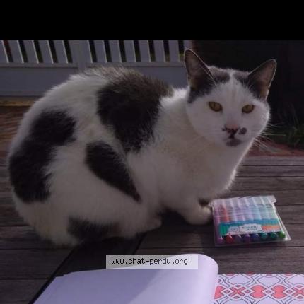 Photo 1/1 Oscar Chat lost in Notre dame du bec