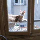 Picture of cat lost at Paris