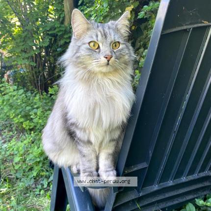 Photo 1/1 Pimousse Chat lost in Saint avertin