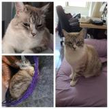 Picture of cat lost at Telde