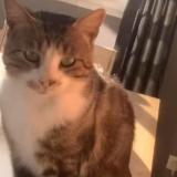 Picture of cat lost at Amilly