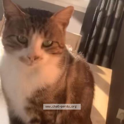 Photo 2/2 PICASSO Chat lost in Amilly