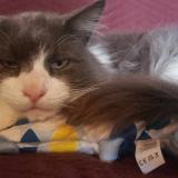 Picture of cat lost at Boscamnant