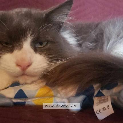 Photo 1/1 Skelton Chat lost in Boscamnant