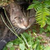 Picture of cat lost at Sartrouville