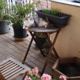 Picture of cat lost at Albi