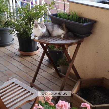 Photo 1/4 Isis Chat lost in Albi