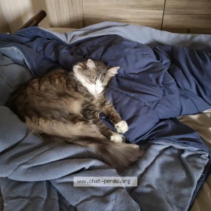 Photo 2/4 Isis Chat lost in Albi