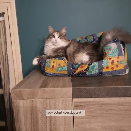 Photo 3/4 Isis Chat lost in Albi