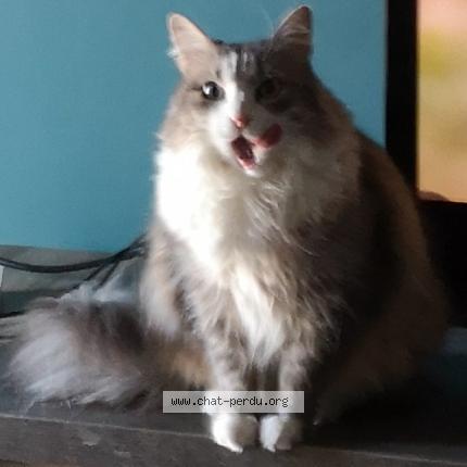 Photo 4/4 Isis Chat lost in Albi