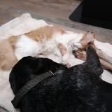 Picture of cat lost at Morbecque