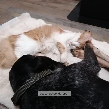 Photo 1/1 Willow Chat lost in Morbecque