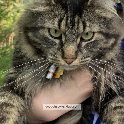 Photo 1/1 Kitkat Chat lost in Saint eustache