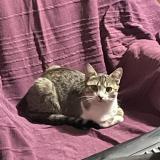 Picture of cat lost at Velaux