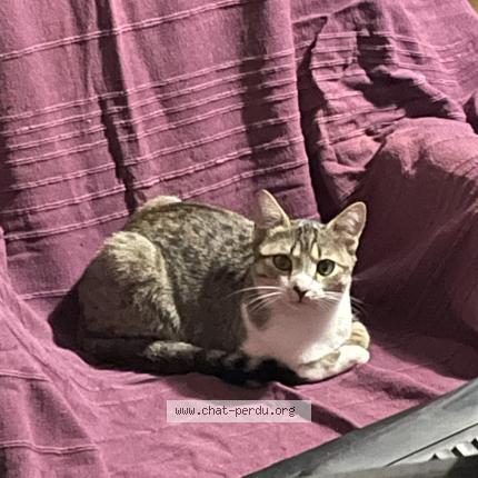Photo 1/1 Canaille Chat lost in Velaux